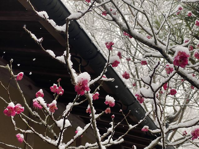 星のや京都　梅に積もった雪