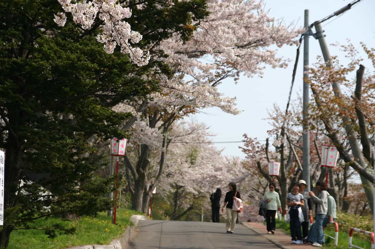 母恋富士下の桜並木（北海道室蘭市）
