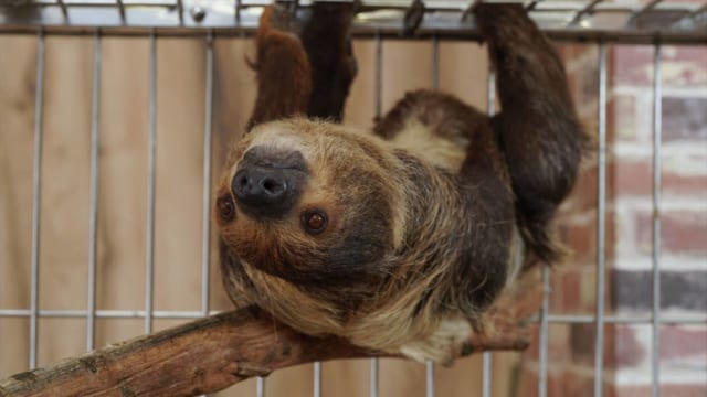 東京ソラマチ(R)にナマケモノやアルパカなどと出会えるアニマルプレイ