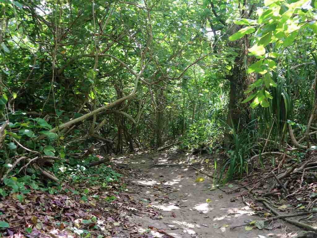 ジャングルのような道を進む