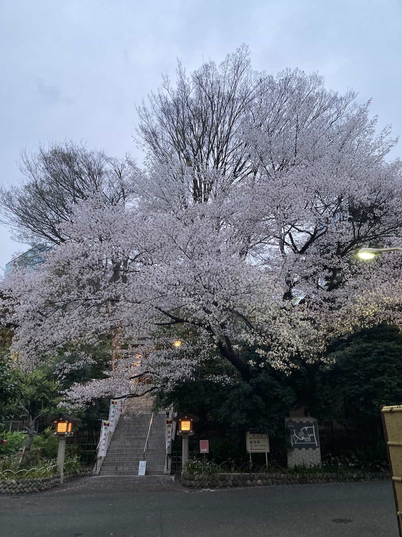 東郷神社の桜