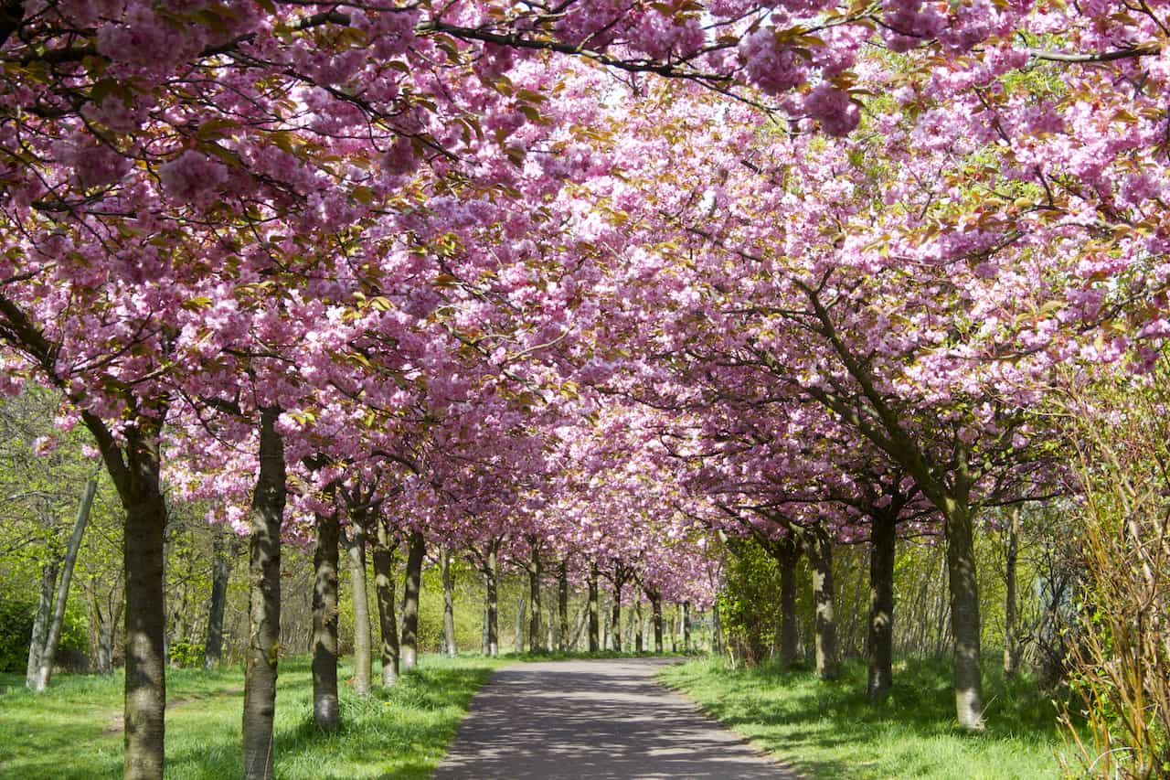 ベルリンの桜並木