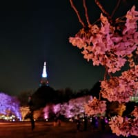 東京都新宿区・「NAKED桜の新宿御苑2023」