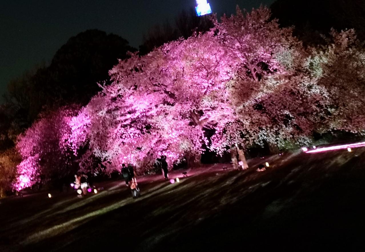 東京都新宿区・「NAKED桜の新宿御苑2023」プロジェクションマッピング