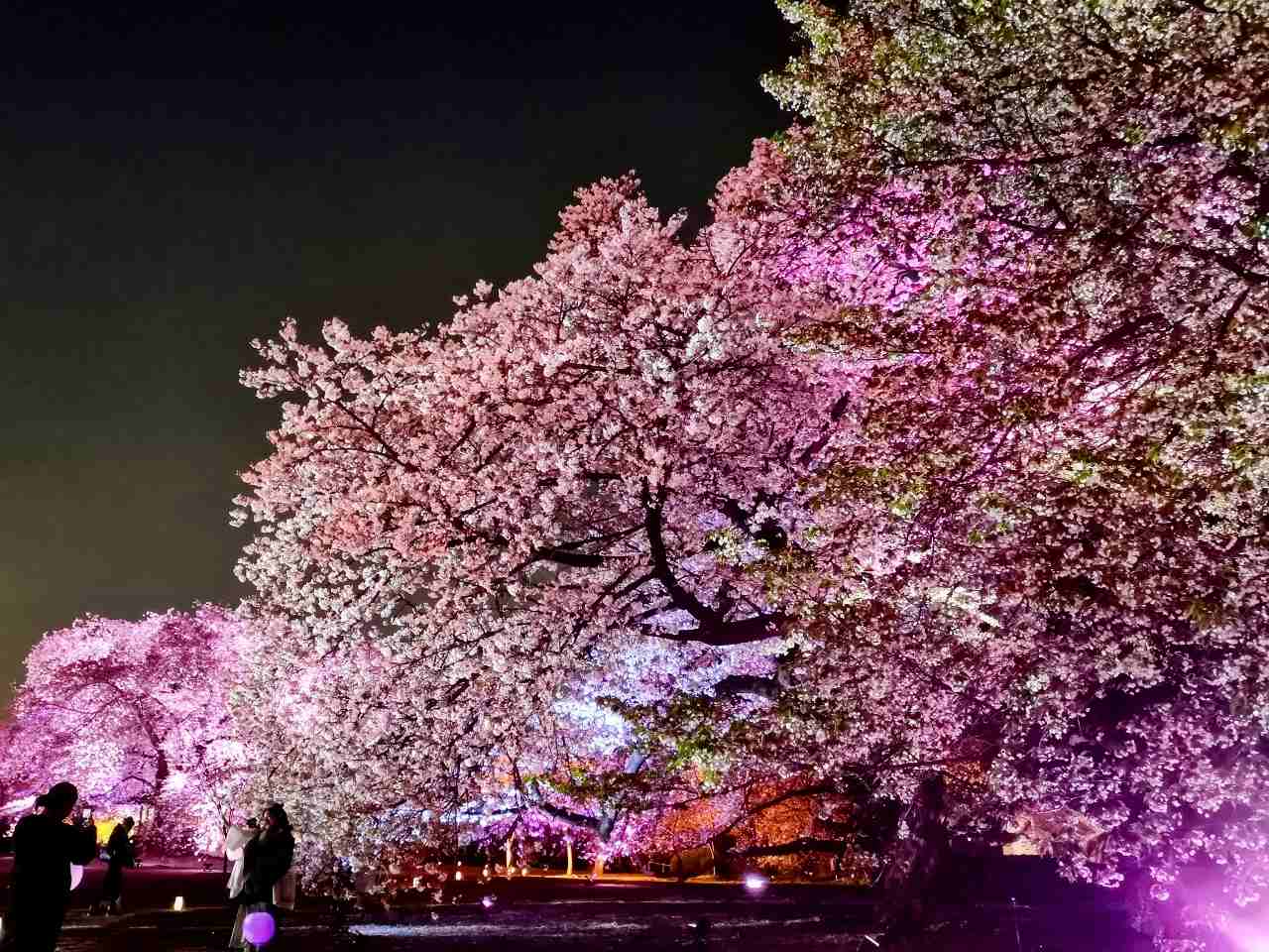 東京都新宿区・「NAKED桜の新宿御苑2023」プロジェクションマッピング2