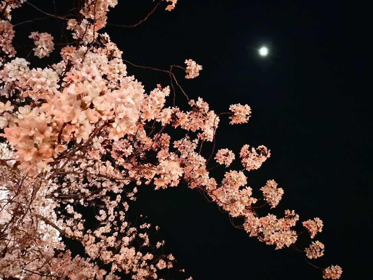 東京都新宿区・「NAKED桜の新宿御苑2023」桜