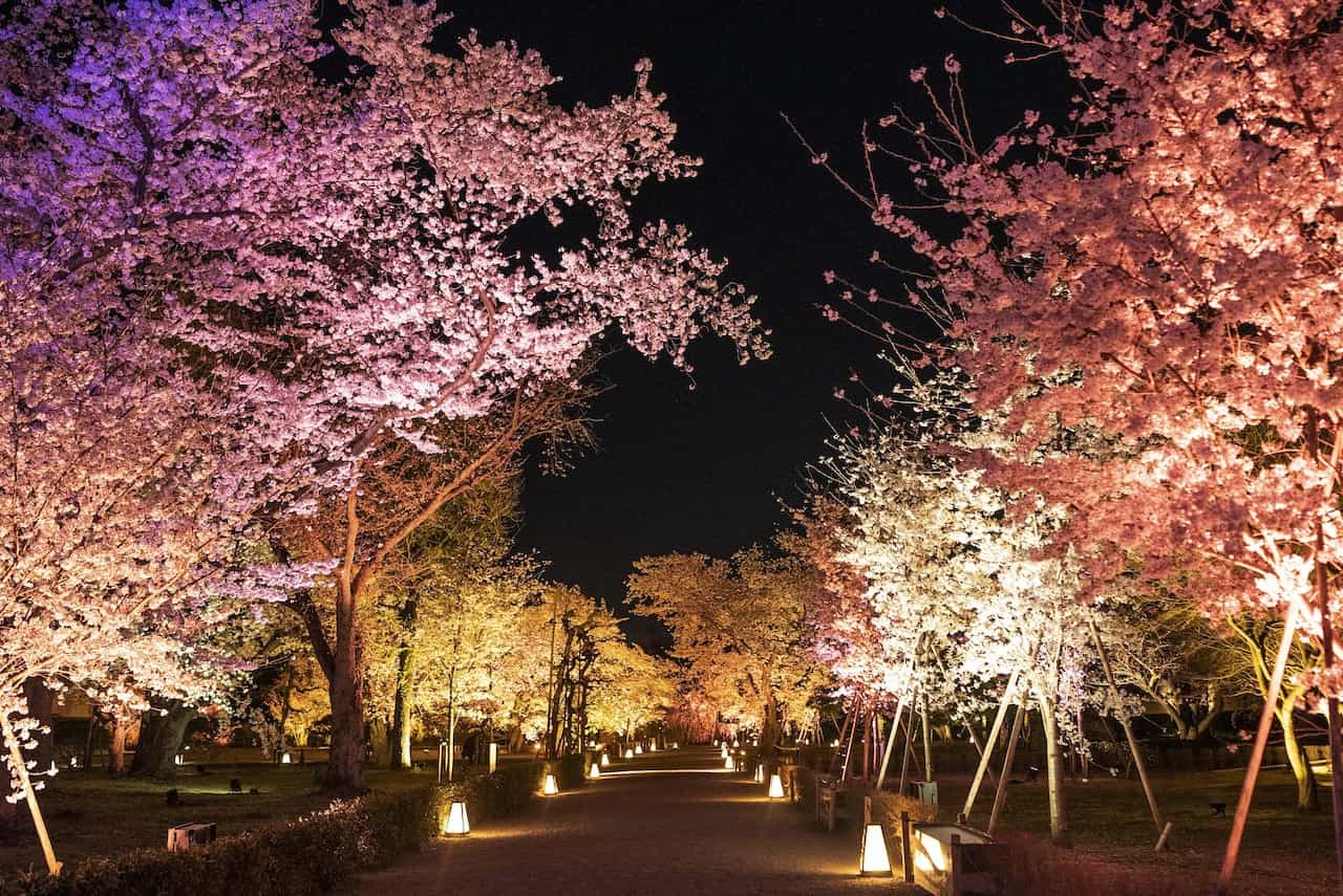 NAKED FLOWERS 2023 桜 世界遺産・二条城