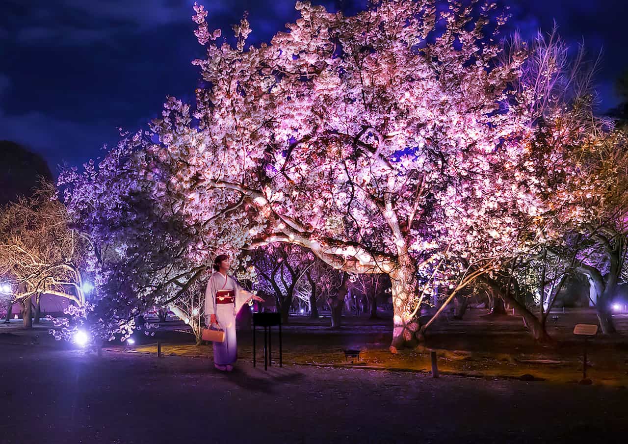 NAKED FLOWERS 2023 桜 世界遺産・二条城　会場の様子