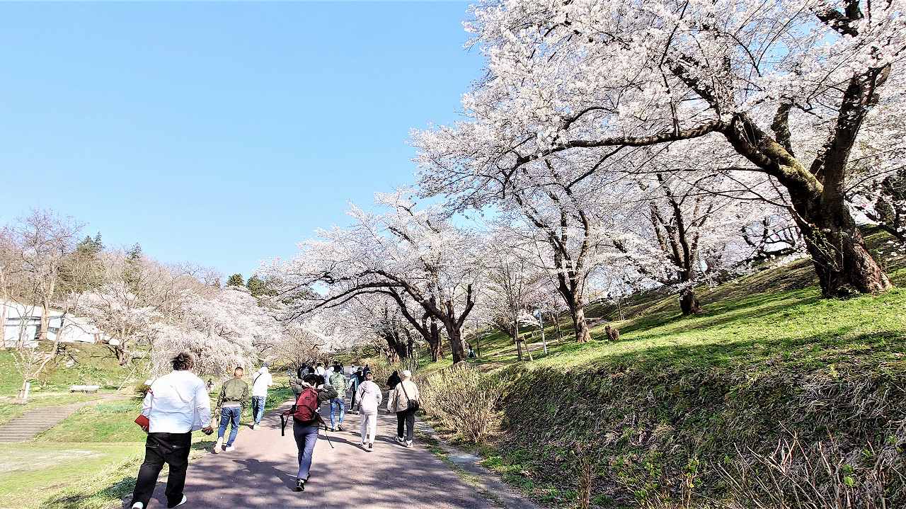 歩く人々と桜