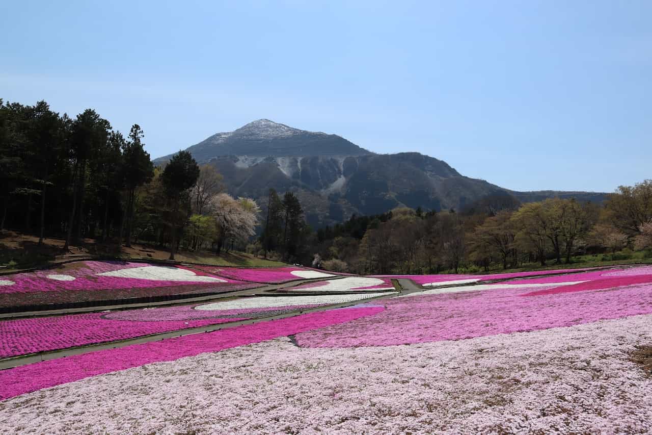 羊山公園（埼玉県秩父市）芝桜の丘