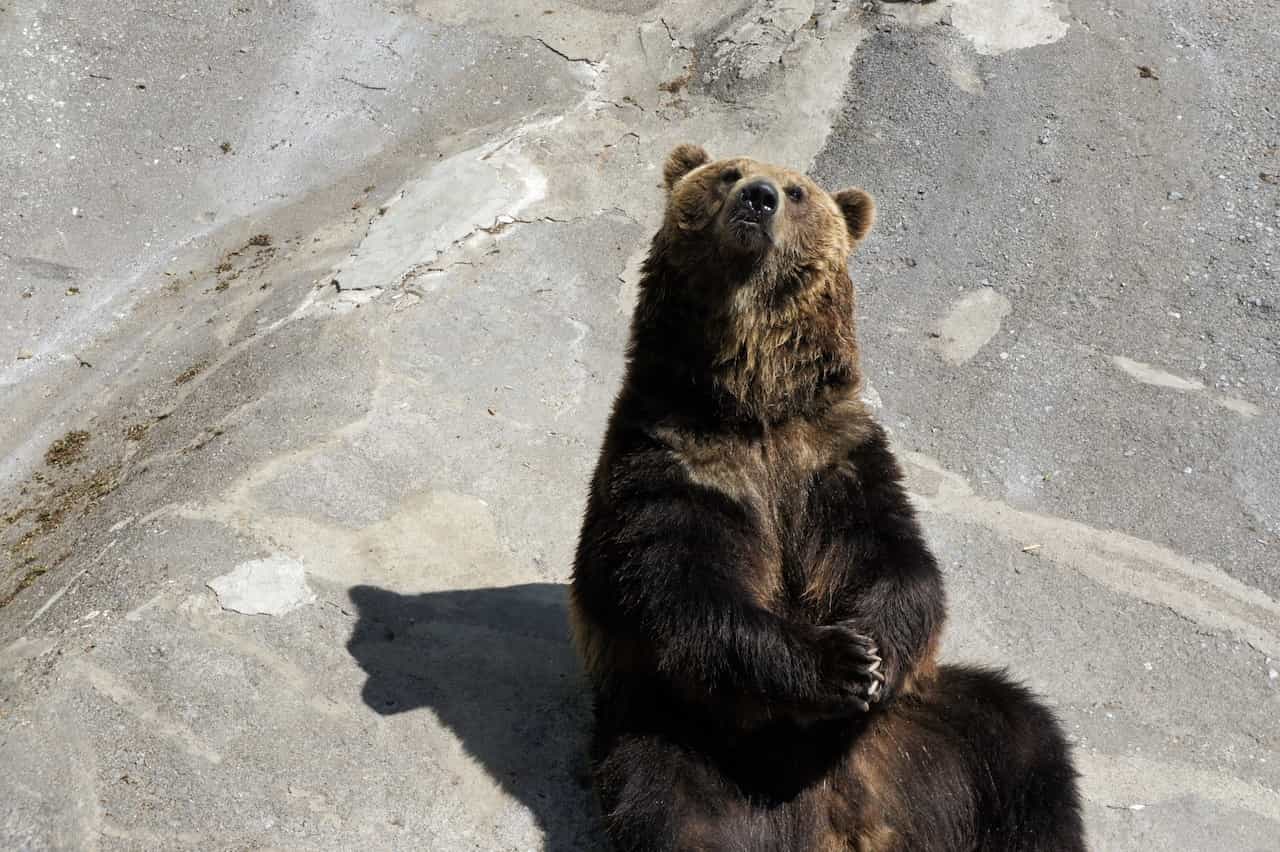 北海道・旭山動物園のクマ
