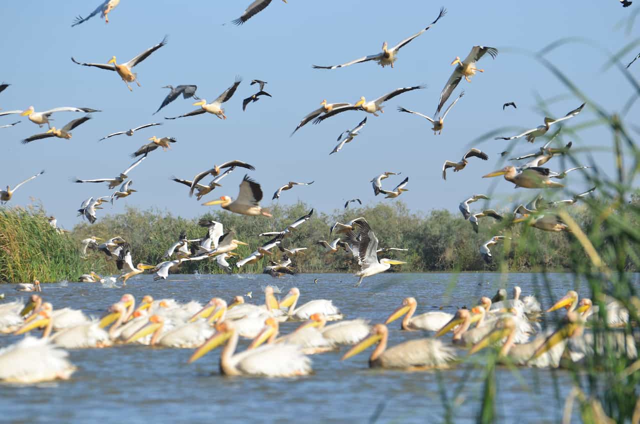 セネガル・ジュッジ国立鳥類保護区