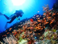 沖縄のダイビングのイメージ
