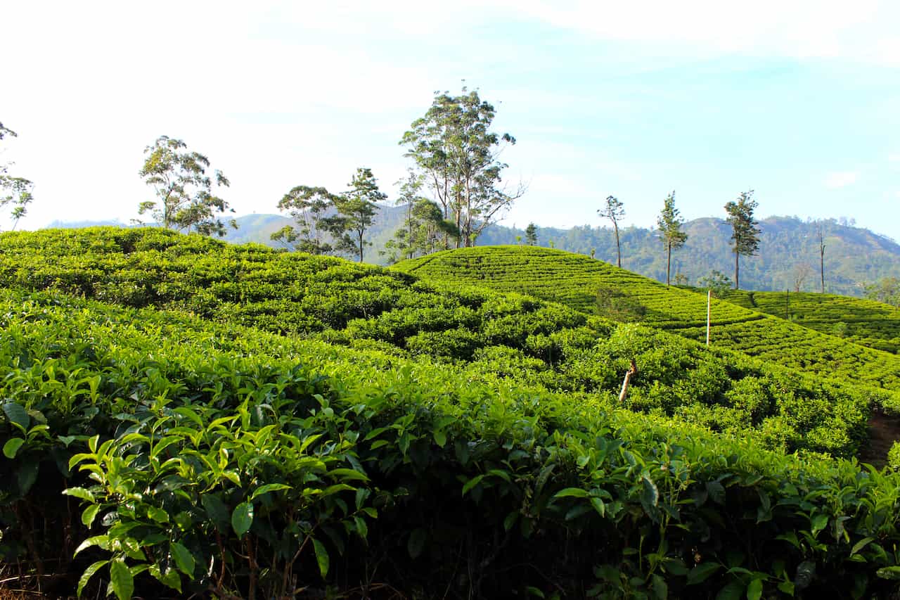 スリランカ・ウバ州の茶畑