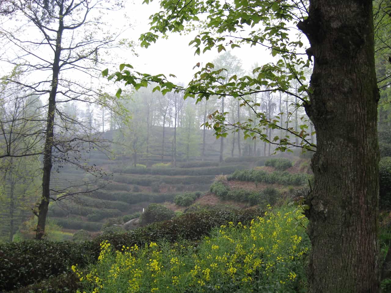 中国・安徽省の祁門の茶畑