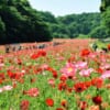 横須賀市くりはま花の国