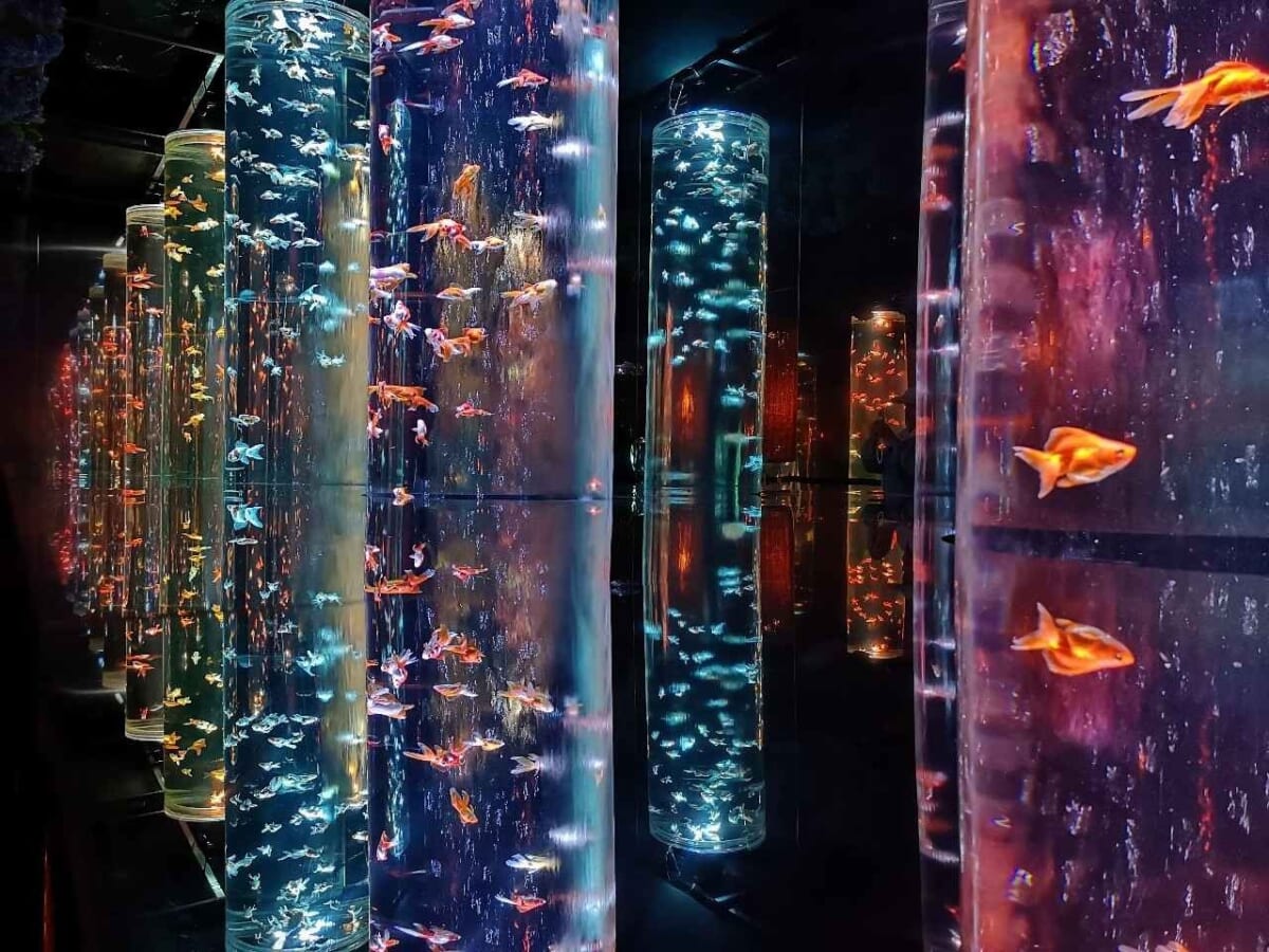 東京都中央区・銀座三越「アートアクアリウム美術館 GINZA」2023初夏特別演出「紫陽花づくし」金魚の回廊