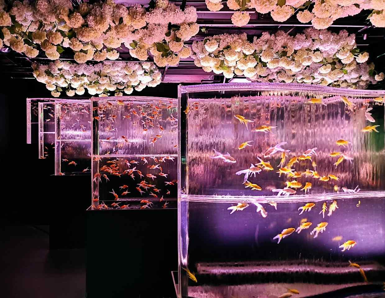東京都中央区・銀座三越「アートアクアリウム美術館 GINZA」2023初夏特別演出「紫陽花づくし」金魚の滝