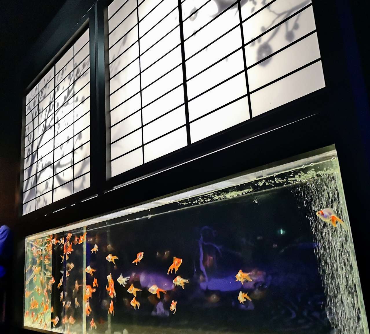 東京都中央区・銀座三越「アートアクアリウム美術館 GINZA」2023初夏特別演出「紫陽花づくし」障子リウム