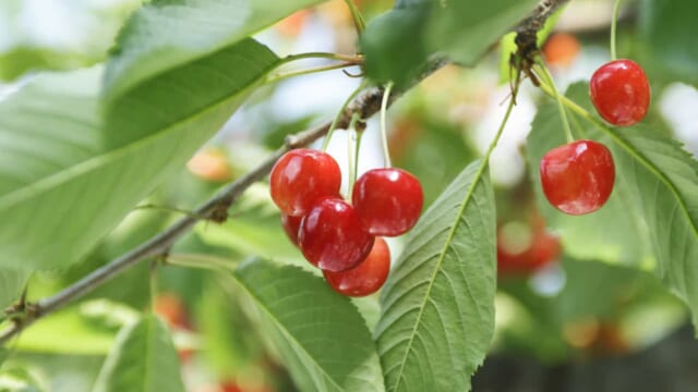 【6月ベストシーズンの国内旅行先】山形県のさくらんぼ・茨城県のアユ・和歌山県の梅など今が旬のグルメを味わう土地5選 | TABIZINE～人生に旅心を～  