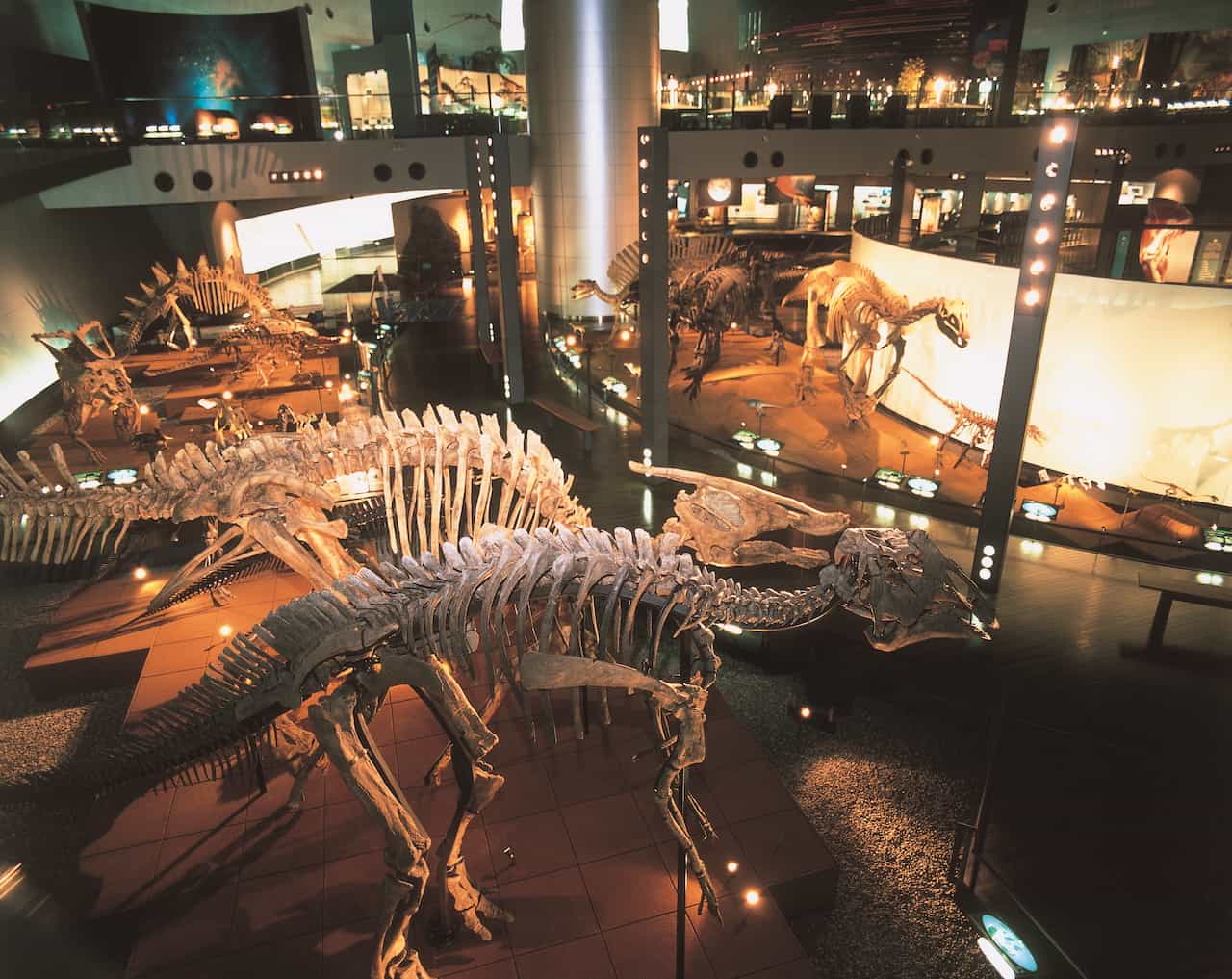 福井県立恐竜博物館の骨格標本