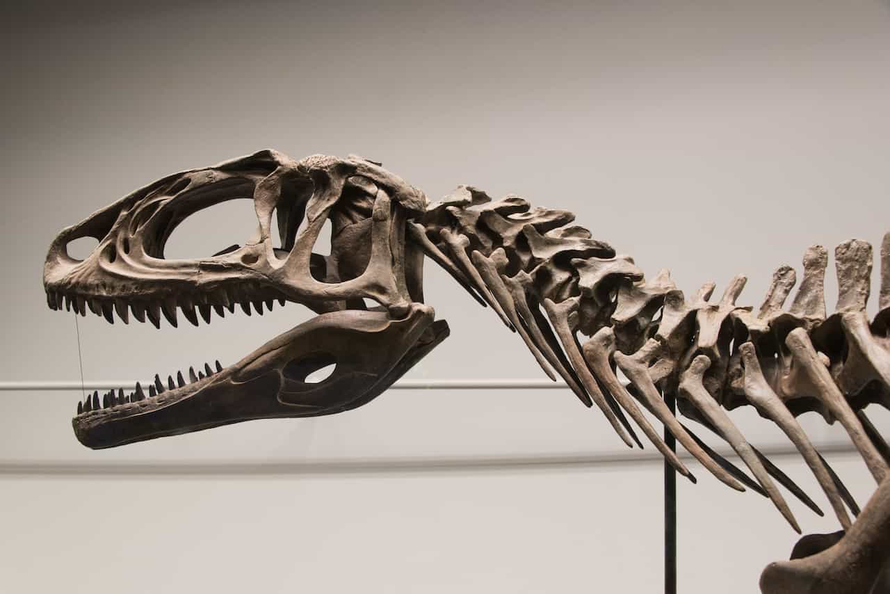 恐竜の頭蓋骨　キーホルダー　在庫2　頭の骨　化石風