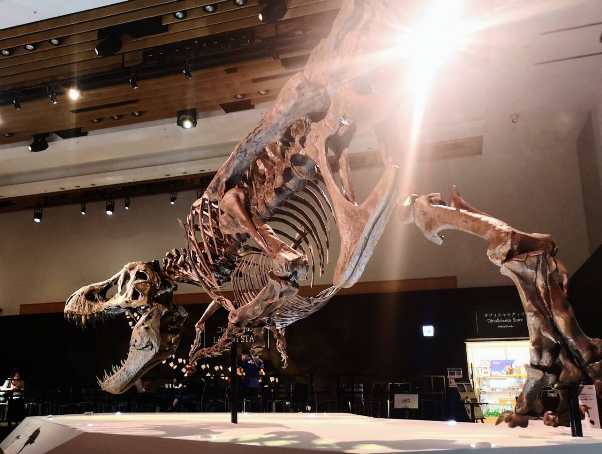東京都港区・東京ミッドタウン・ホール「DinoScience 恐竜科学博 2023@TOKYO MIDTOWN」ティラノサウルス「スタン」