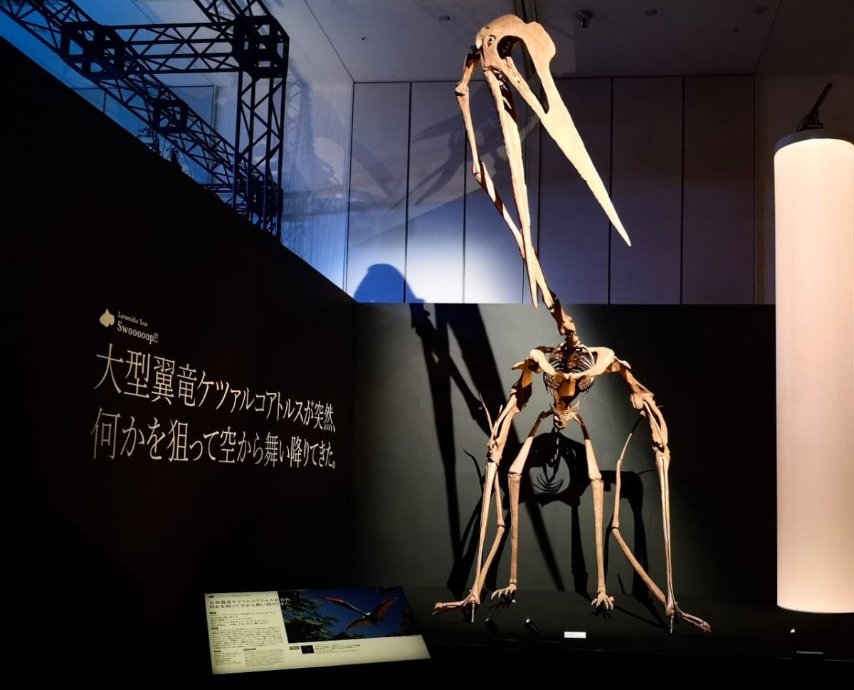東京都港区・東京ミッドタウン・ホール「DinoScience 恐竜科学博 2023@TOKYO MIDTOWN」、「巨大翼竜ケツァルコアトルス」