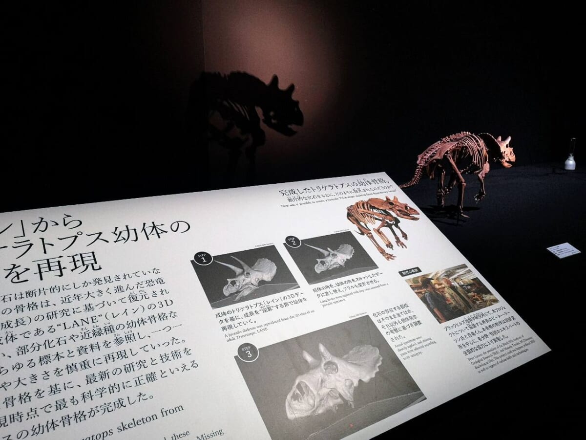 東京都港区・東京ミッドタウン・ホール「DinoScience 恐竜科学博 2023@TOKYO MIDTOWN」トリケラトプスの幼体
