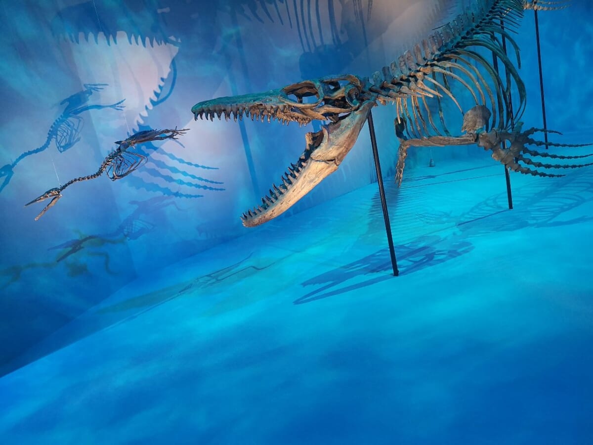 東京都港区・東京ミッドタウン・ホール「DinoScience 恐竜科学博 2023@TOKYO MIDTOWN」、「白亜紀アクアリウム」