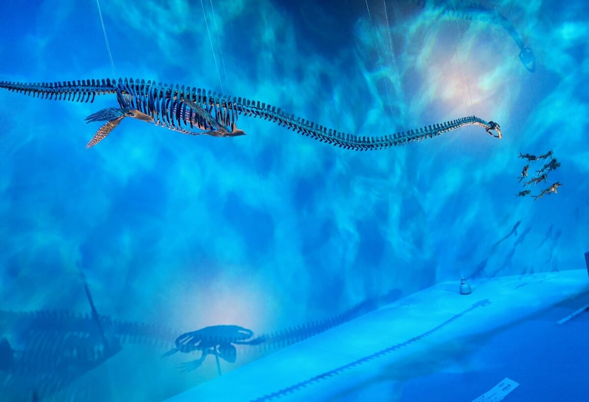 東京都港区・東京ミッドタウン・ホール「DinoScience 恐竜科学博 2023@TOKYO MIDTOWN」、世界初公開「エラスモサウルス・プラテュルス」