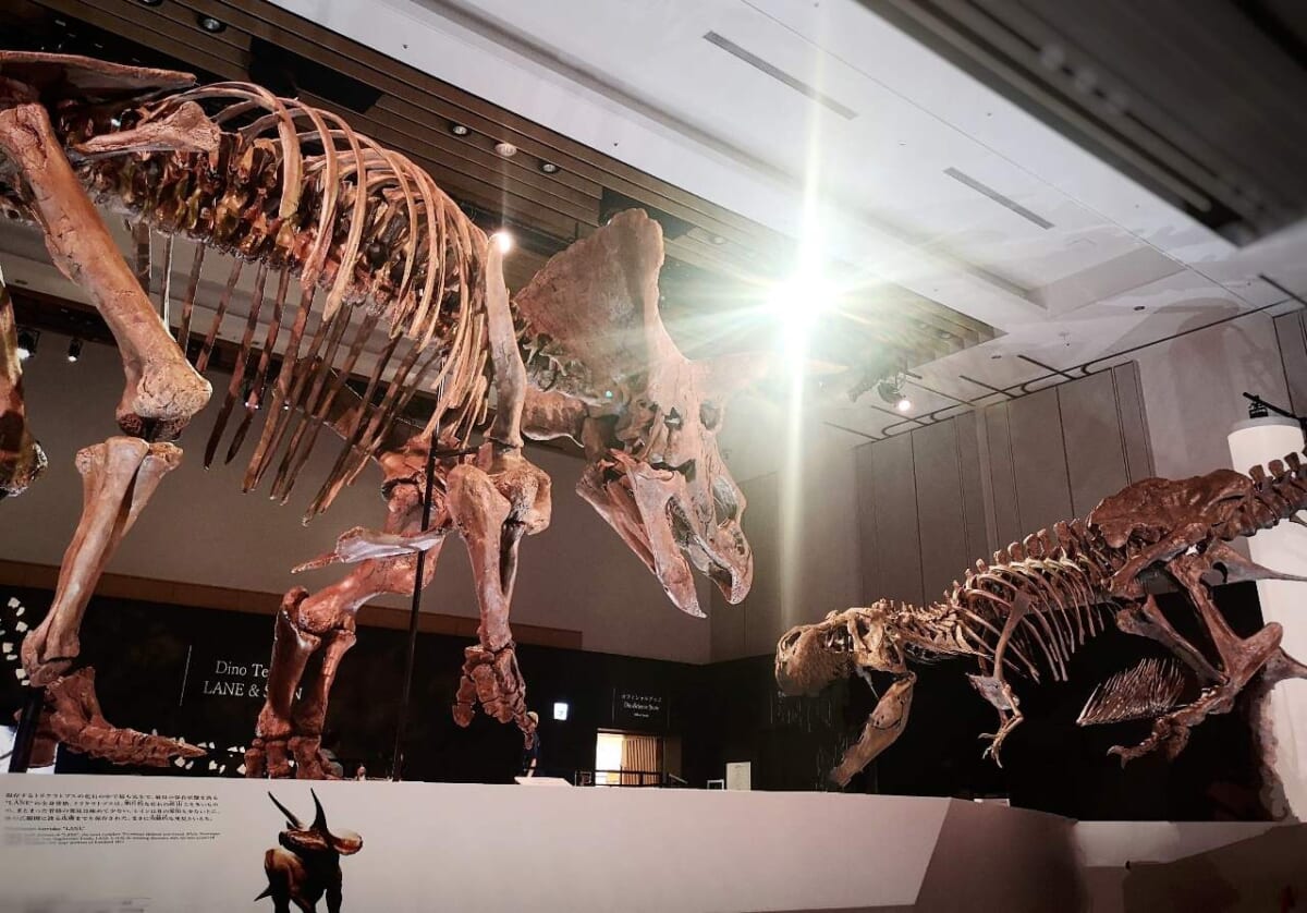 東京都港区・東京ミッドタウン・ホール「DinoScience 恐竜科学博 2023@TOKYO MIDTOWN」トリケラトプス「レイン」、ティラノサウルス「スタン」