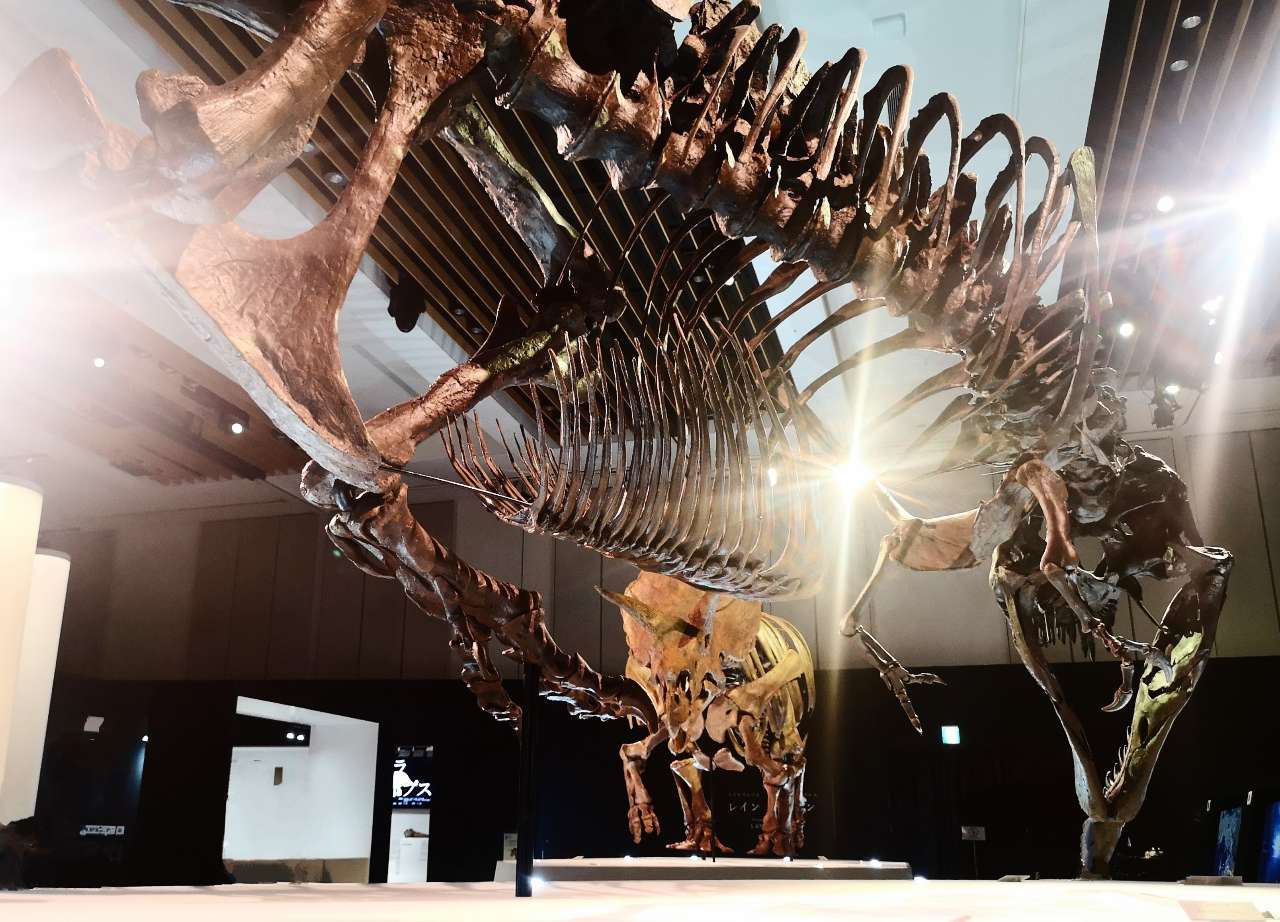 東京都港区・東京ミッドタウン・ホール「DinoScience 恐竜科学博 2023@TOKYO MIDTOWN」トリケラトプス「レイン」、ティラノサウルス「スタン」2