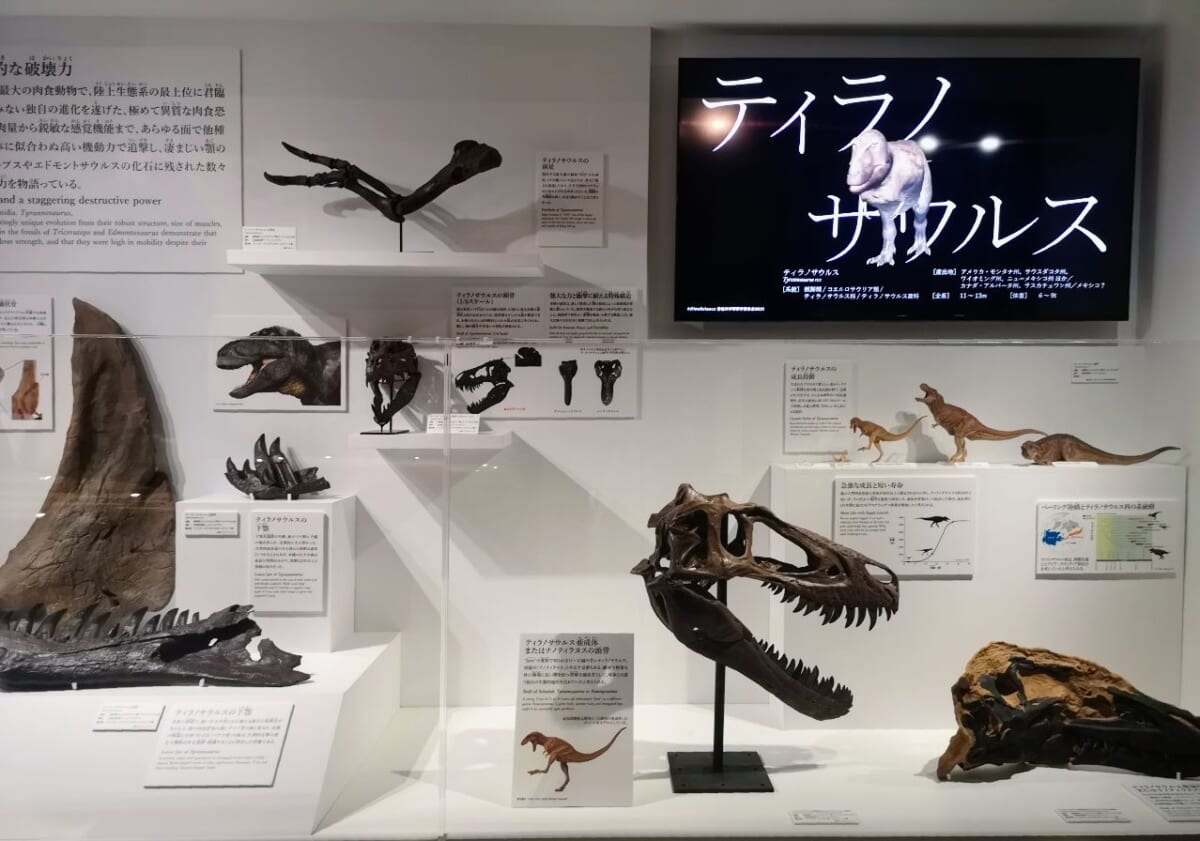 東京都港区・東京ミッドタウン・ホール「DinoScience 恐竜科学博 2023@TOKYO MIDTOWN」展示