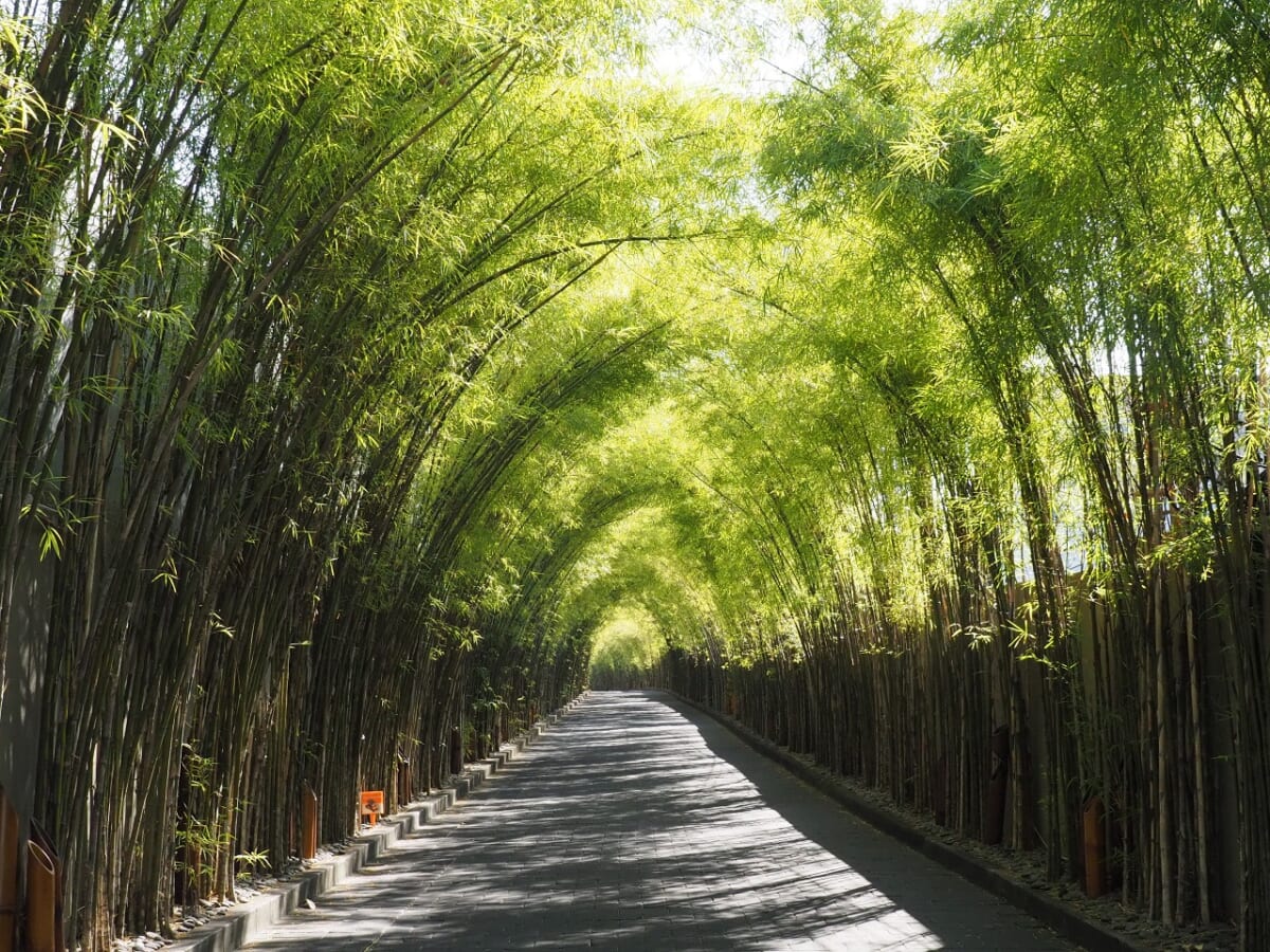 Wバリの入口の竹林ロード