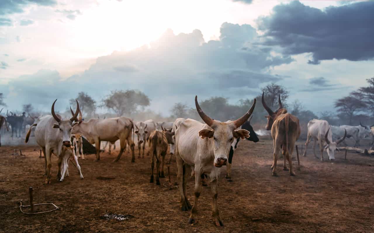 アフリカの牛・アンコーレ・ワトゥシ