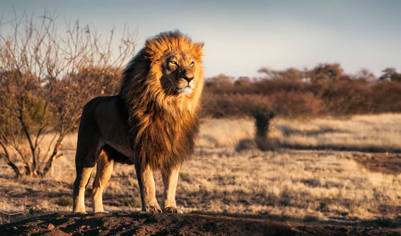アフリカのライオンのイメージ