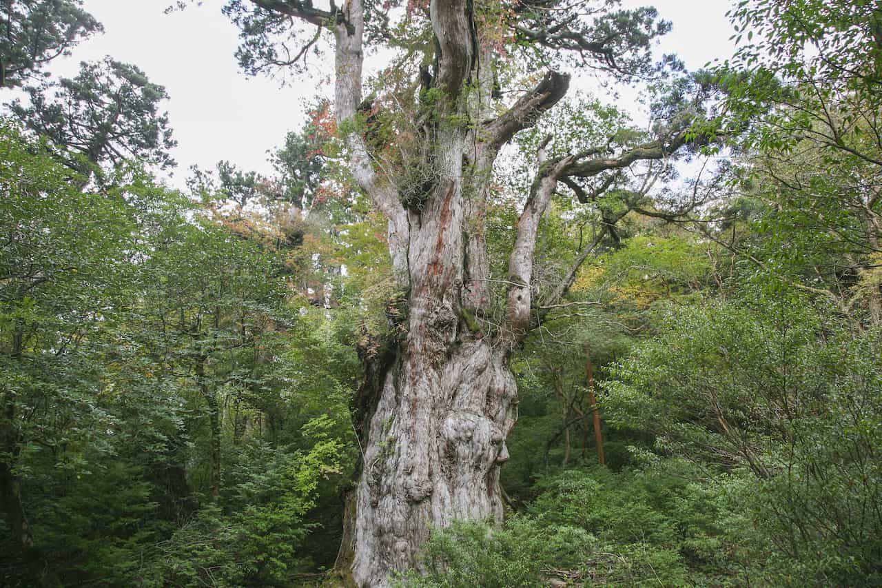日本の世界遺産【3】縄文杉は樹齢数千年！日本の自然植生が凝縮された