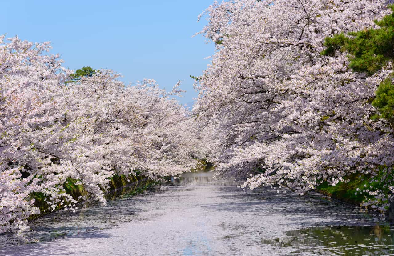 青森県・弘前公園の桜
