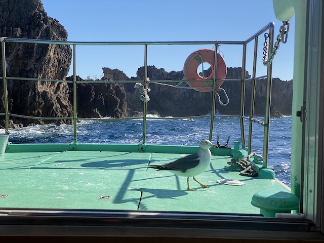 新潟県　佐渡島　尖閣湾揚島遊園　海中透視船　かもめが甲板にくる