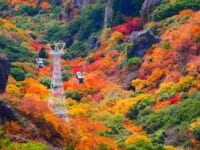 香川県・寒霞渓の紅葉