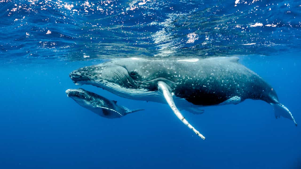 ザトウクジラのイメージ