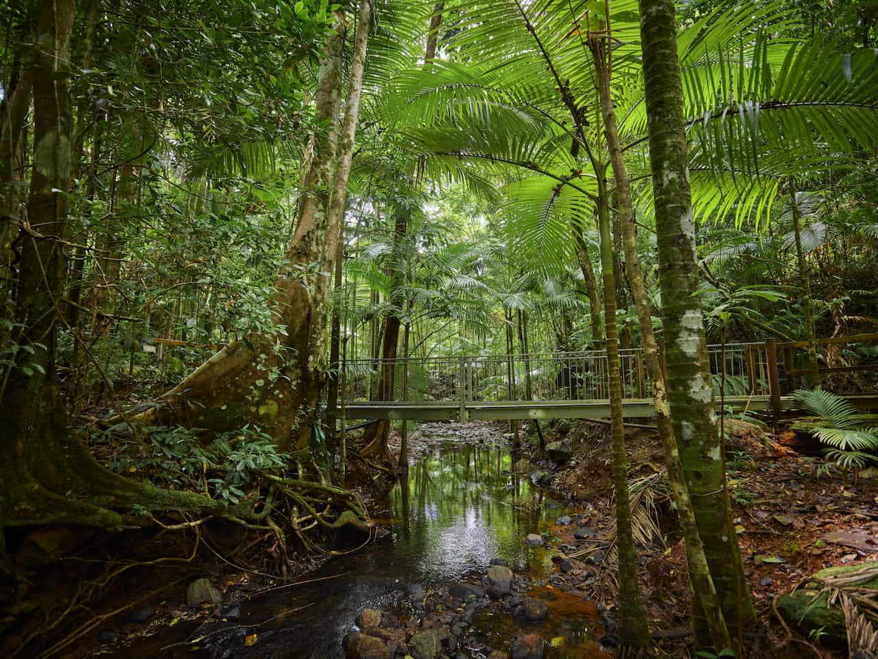 オーストラリア・クイーンズランド州の熱帯雨林
