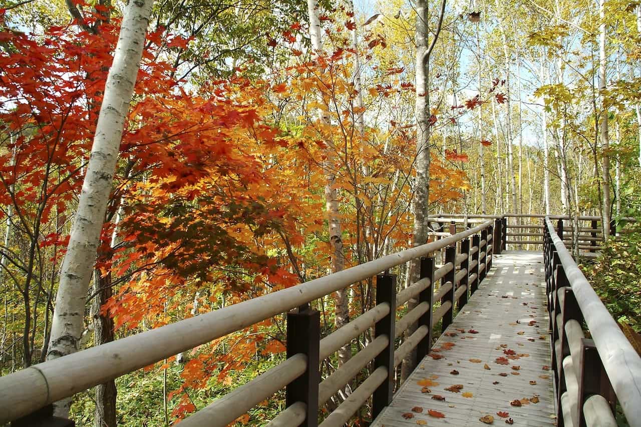 北海道札幌市・国営滝野すずらん丘陵公園の紅葉