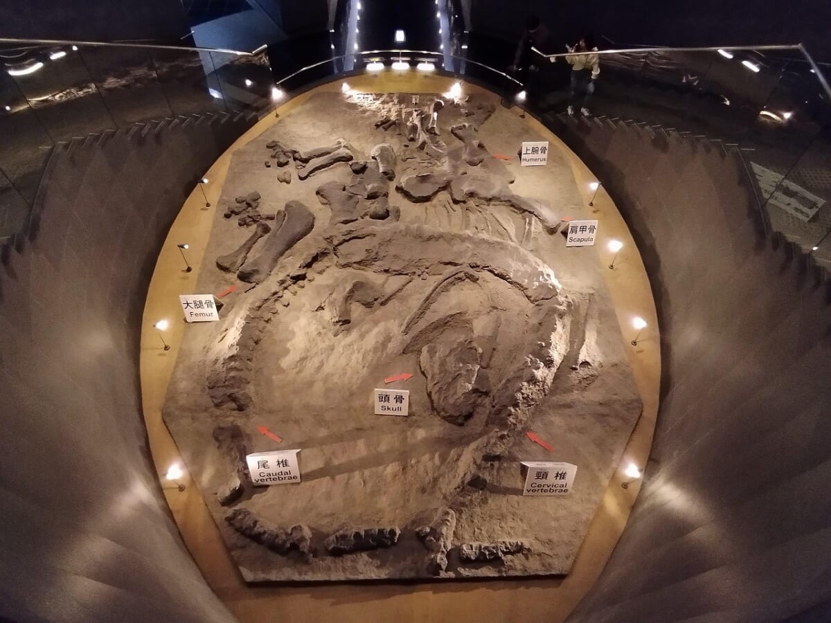 福井県立恐竜博物館恐竜2
