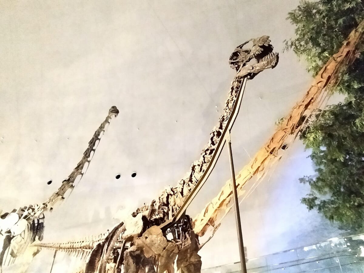 福井県立恐竜博物館恐竜10