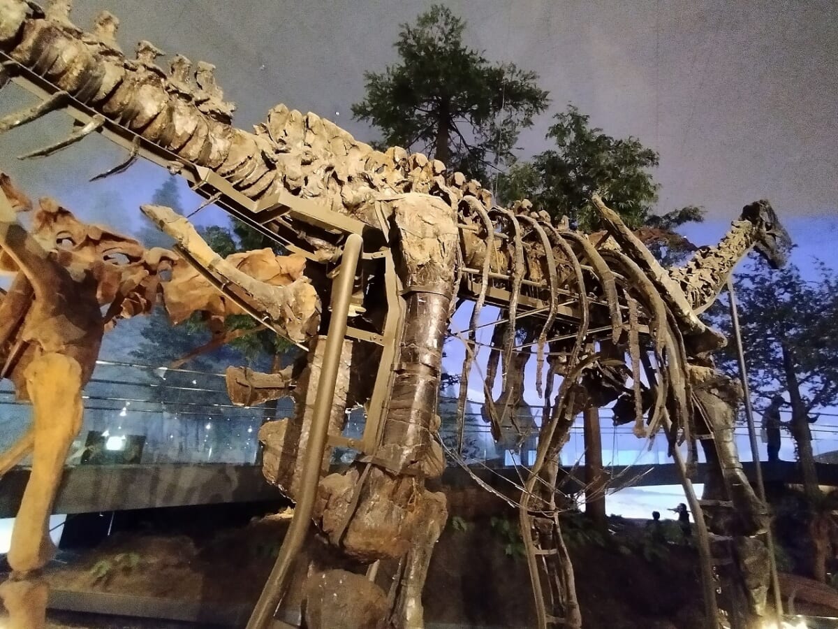 福井県立恐竜博物館恐竜11