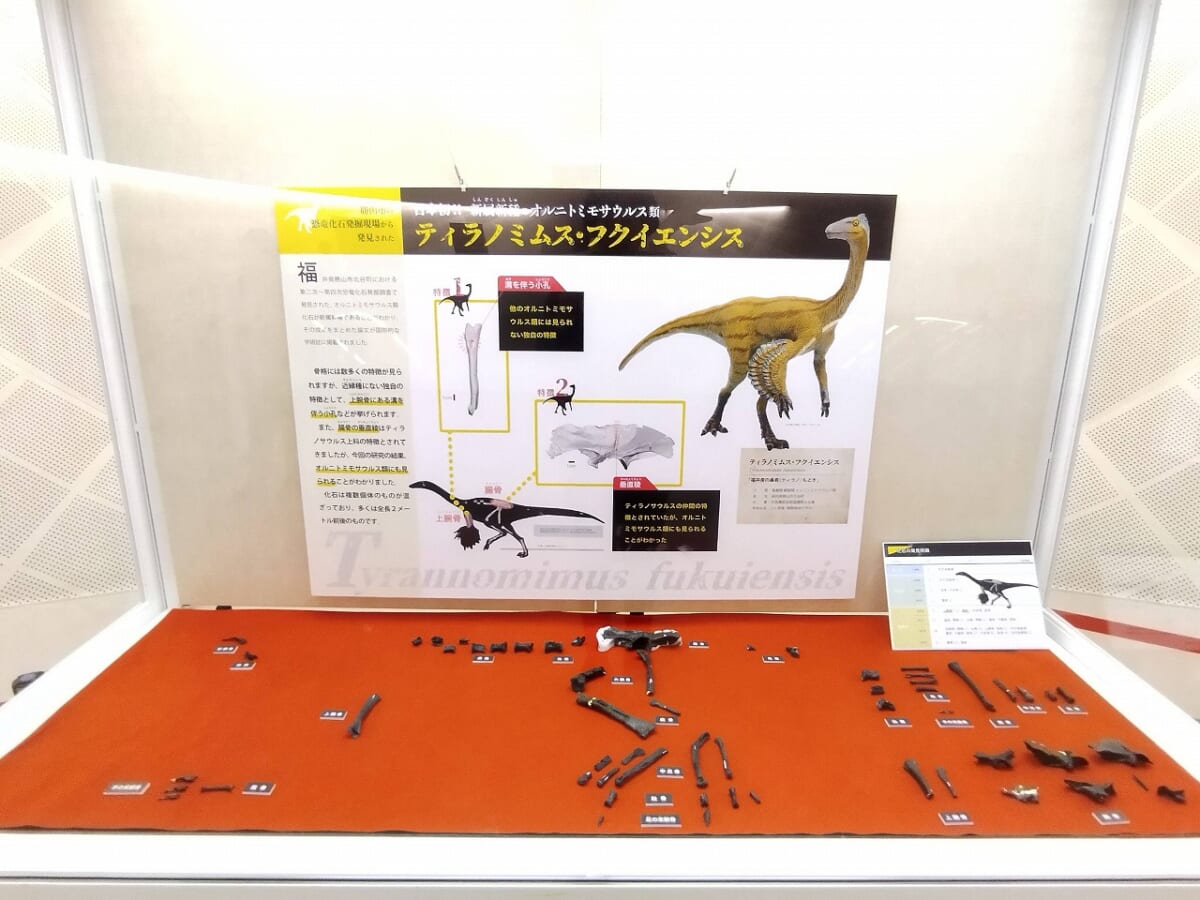 福井県立恐竜博物館恐竜14