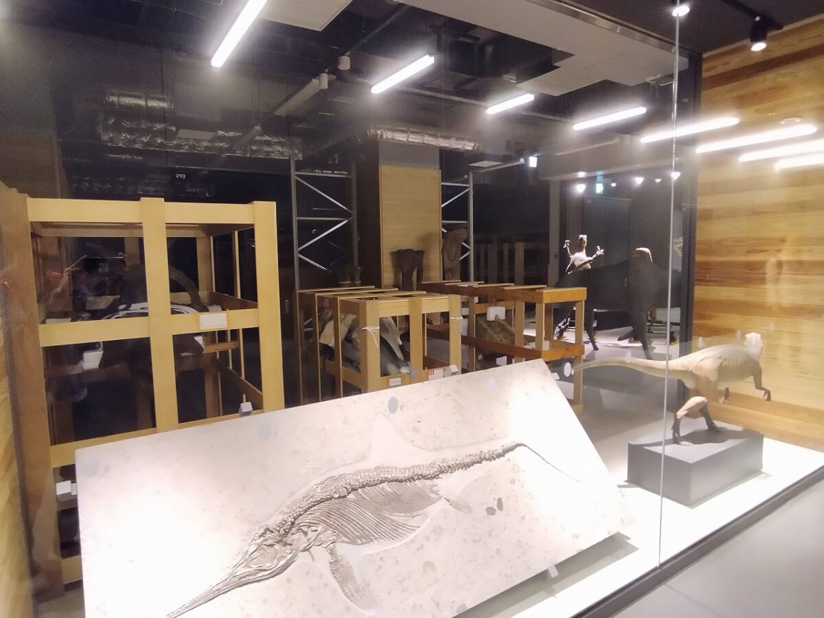 福井県立恐竜博物館収蔵庫3