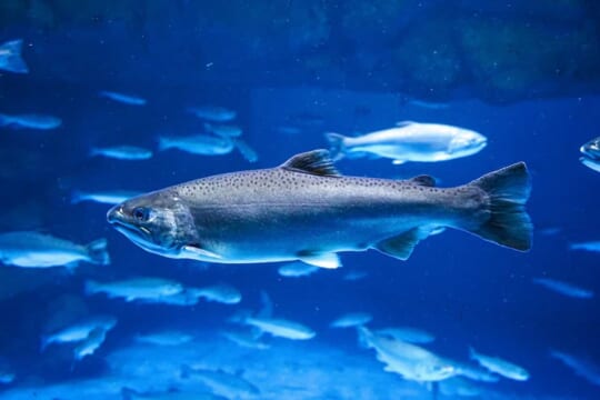 サケとマスは同じ魚だった!? 住む場所でや大きさで名前が変わる不思議 | TABIZINE~人生に旅心を~